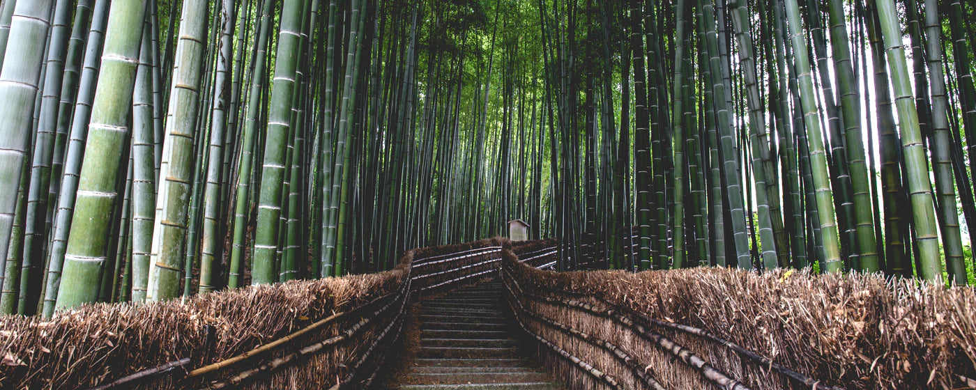 The Benefits Of Bamboo Clothing For You And The Environment